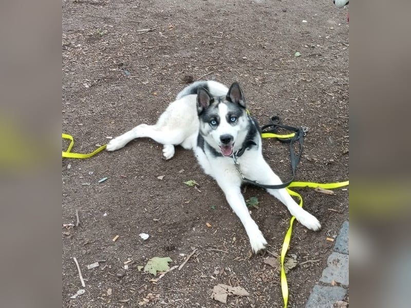 Boncuk sucht neues Zuhause