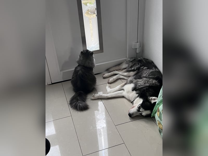 Bucky unser Lieber Familienhund (Siberian Husky) braucht ein neues Zuhause