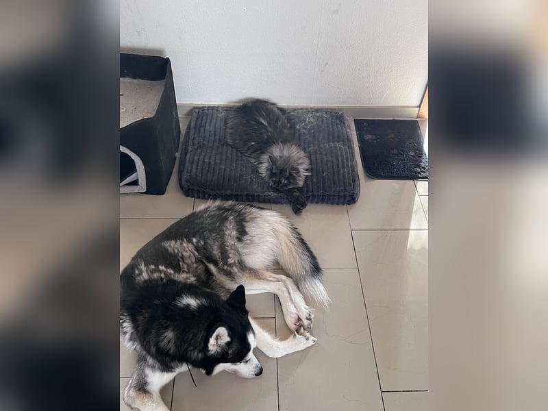 Bucky unser Lieber Familienhund (Siberian Husky) braucht ein neues Zuhause