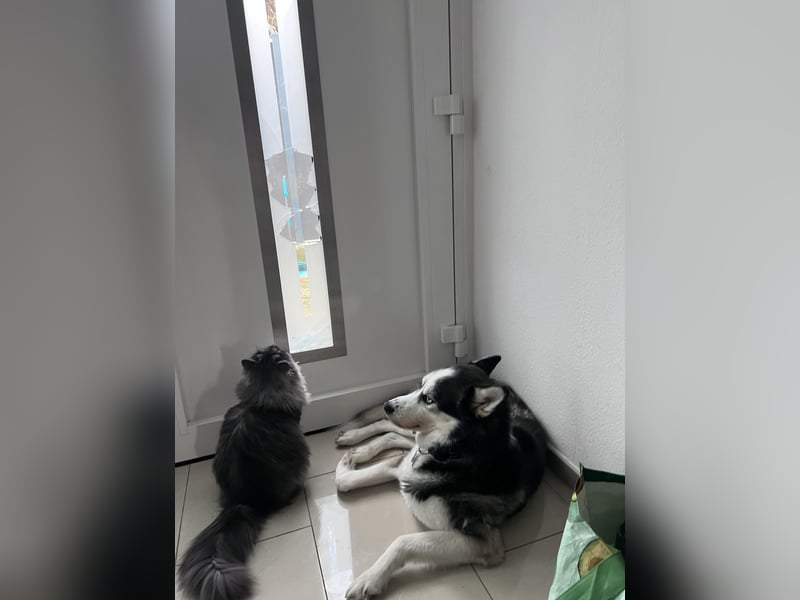 Bucky unser Lieber Familienhund (Siberian Husky) braucht ein neues Zuhause