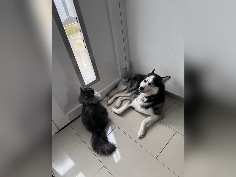 Bucky unser Lieber Familienhund (Siberian Husky) braucht ein neues Zuhause