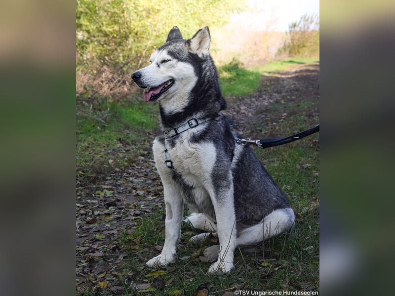 Calypso - 3fach angekettet und nun auf der Suche nach einem guten Platz