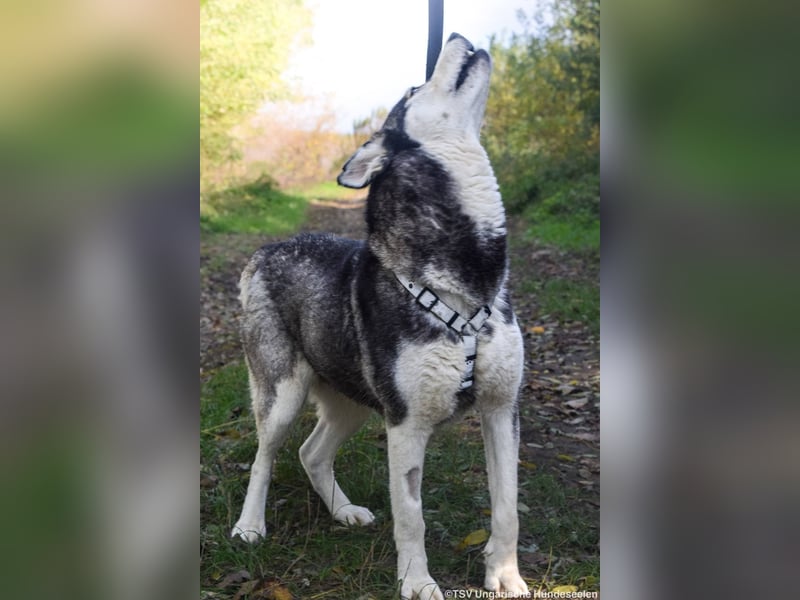 Calypso - 3fach angekettet und nun auf der Suche nach einem guten Platz