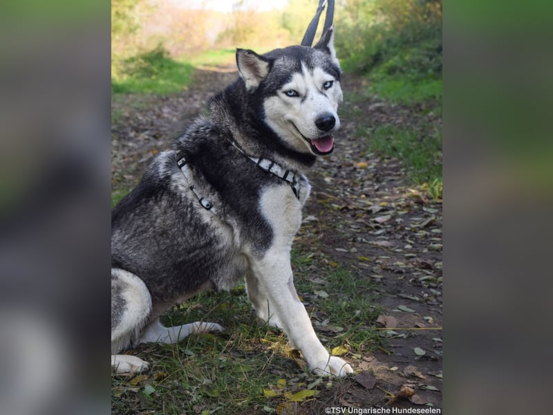 Calypso - 3fach angekettet und nun auf der Suche nach einem guten Platz