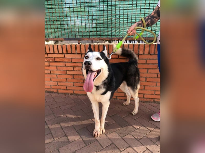 RIKU-Traumhusky gesucht?Liebenswertes ,neugieriges,freundliches Kerlchen sucht Zuhause