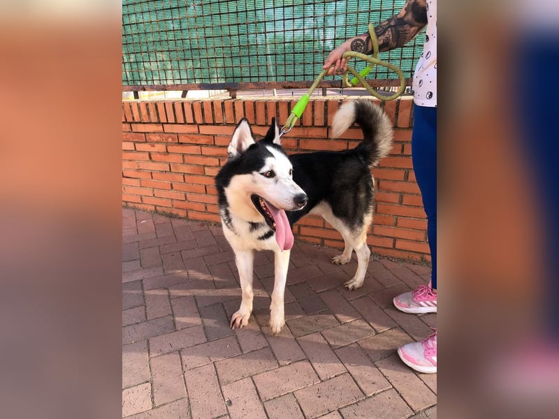 RIKU-Traumhusky gesucht?Liebenswertes ,neugieriges,freundliches Kerlchen sucht Zuhause