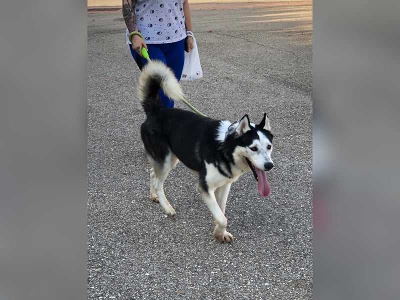 RIKU-Traumhusky gesucht?Liebenswertes ,neugieriges,freundliches Kerlchen sucht Zuhause