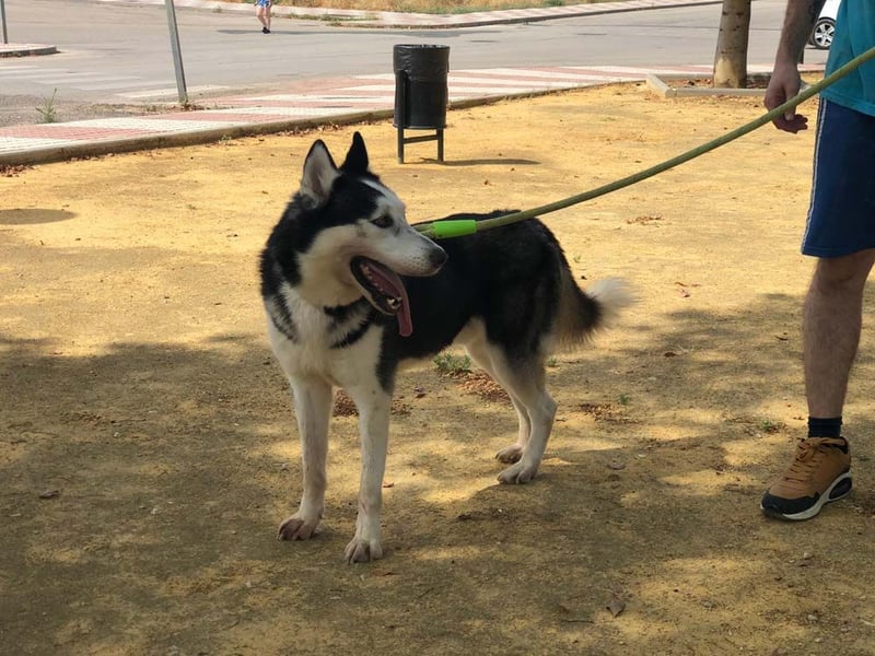 RIKU-Traumhusky gesucht?Liebenswertes ,neugieriges,freundliches Kerlchen sucht Zuhause