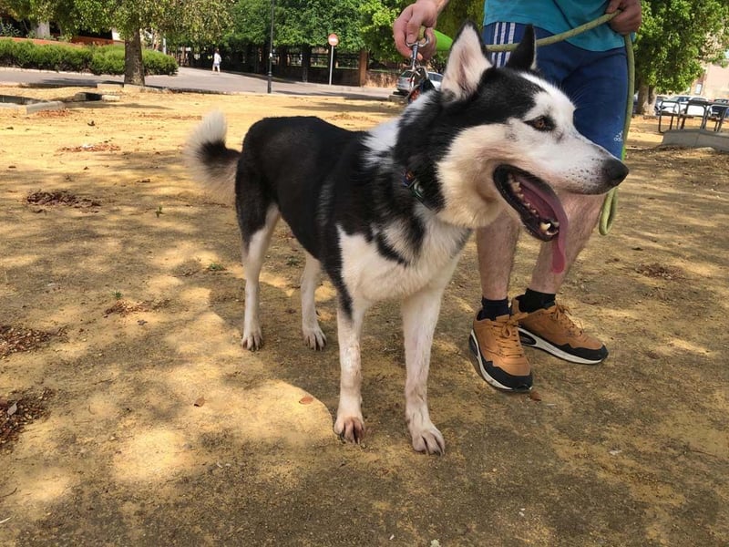 RIKU-Traumhusky gesucht?Liebenswertes ,neugieriges,freundliches Kerlchen sucht Zuhause