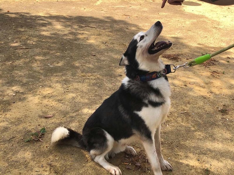 RIKU-Traumhusky gesucht?Liebenswertes ,neugieriges,freundliches Kerlchen sucht Zuhause