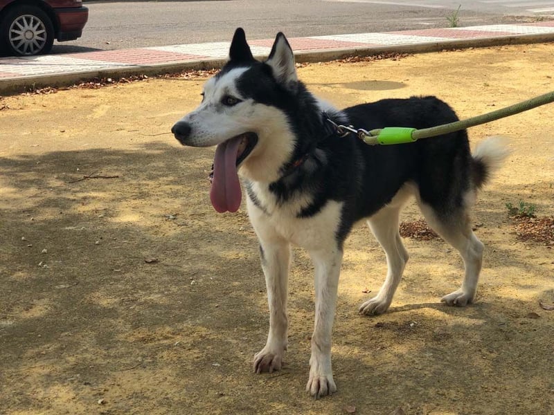 RIKU-Traumhusky gesucht?Liebenswertes ,neugieriges,freundliches Kerlchen sucht Zuhause