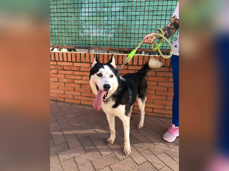 RIKU-Traumhusky gesucht?Liebenswertes ,neugieriges,freundliches Kerlchen sucht Zuhause