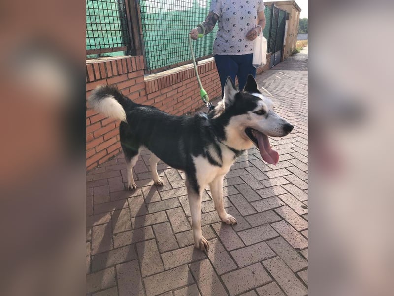 RIKU-Traumhusky gesucht?Liebenswertes ,neugieriges,freundliches Kerlchen sucht Zuhause