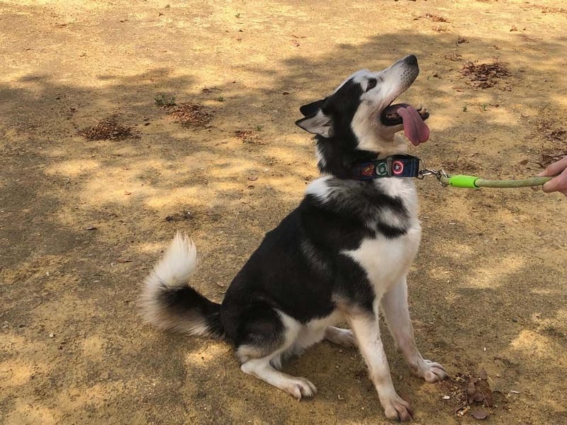 RIKU-Traumhusky gesucht?Liebenswertes ,neugieriges,freundliches Kerlchen sucht Zuhause