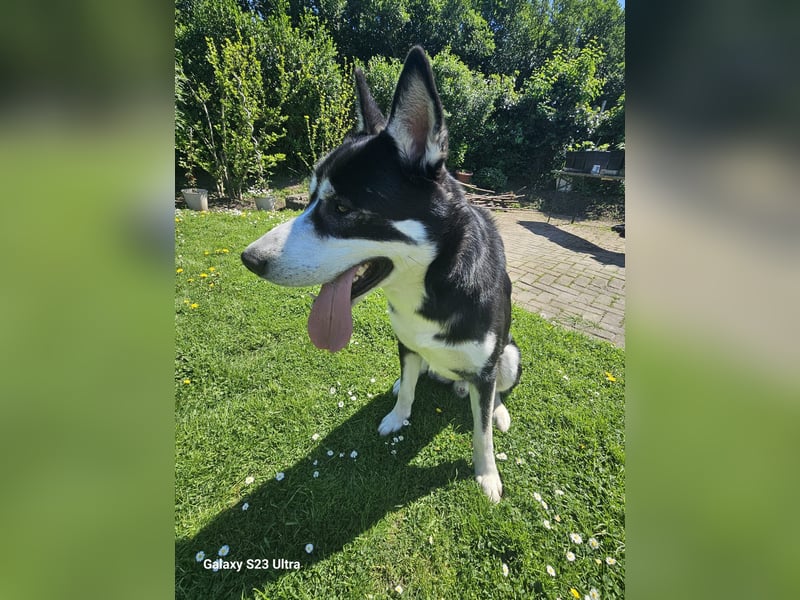 der sehr kinderliebe Blesse - aus 31675 Bückeburg sucht Dich!
