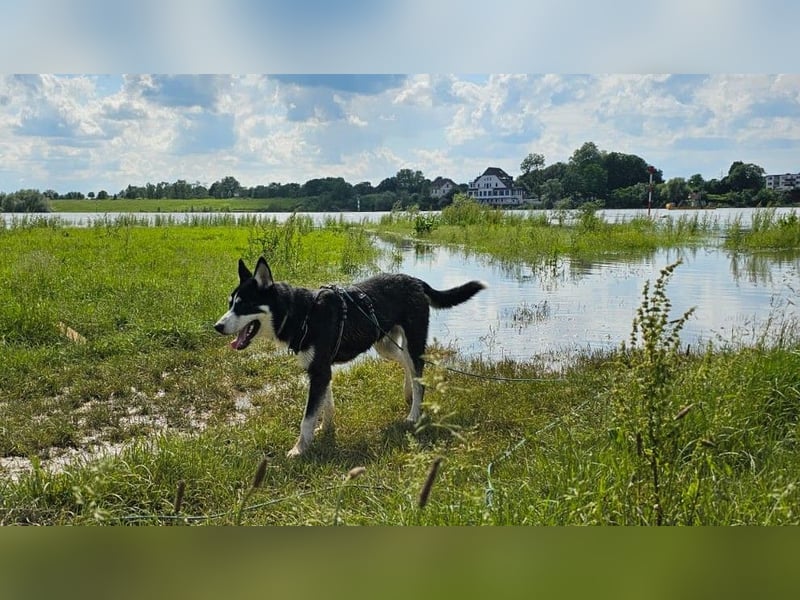 der sehr kinderliebe Blesse - aus 31675 Bückeburg sucht Dich!