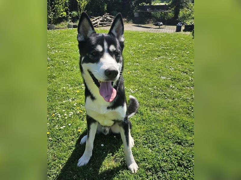 der sehr kinderliebe Blesse - aus 31675 Bückeburg sucht Dich!