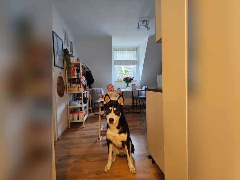 der sehr kinderliebe Blesse - aus 31675 Bückeburg sucht Dich!