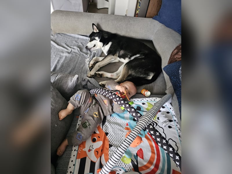 der sehr kinderliebe Blesse - aus 31675 Bückeburg sucht Dich!