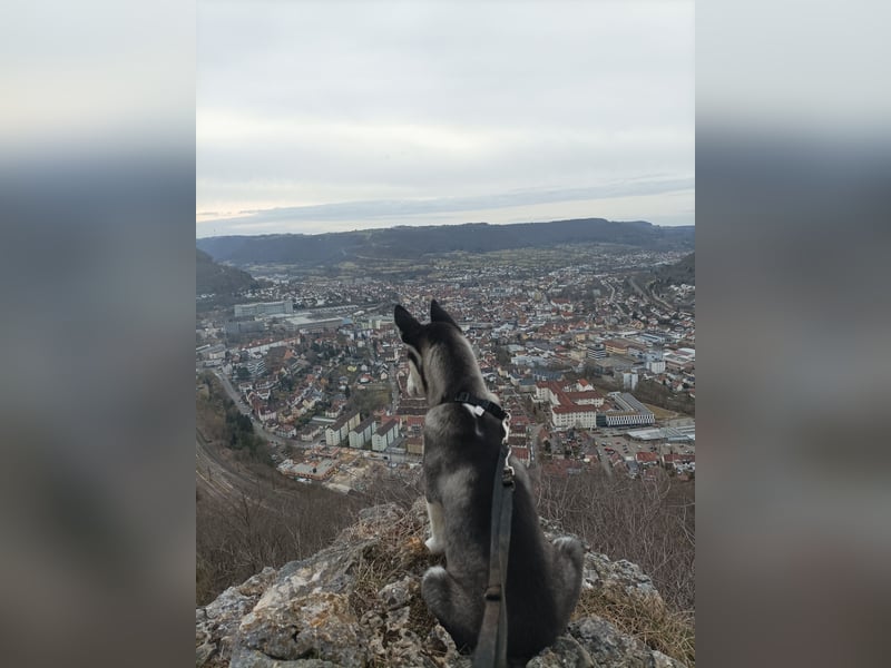 Zwei liebevolle Huskys suchen ein neues, erfahrenes Zuhause