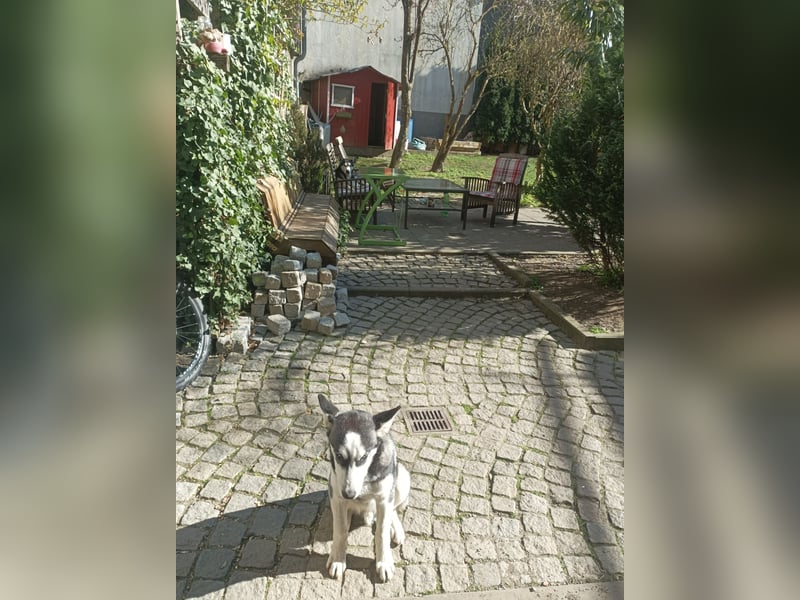Zwei liebevolle Huskys suchen ein neues, erfahrenes Zuhause