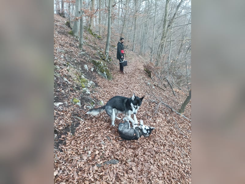 Zwei liebevolle Huskys suchen ein neues, erfahrenes Zuhause