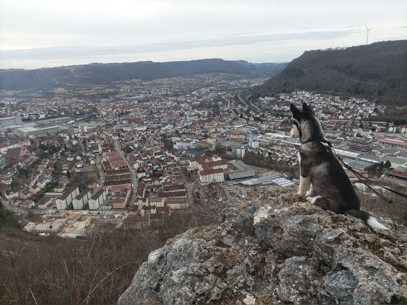 Zwei liebevolle Huskys suchen ein neues, erfahrenes Zuhause