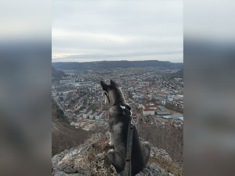 Zwei liebevolle Huskys suchen ein neues, erfahrenes Zuhause
