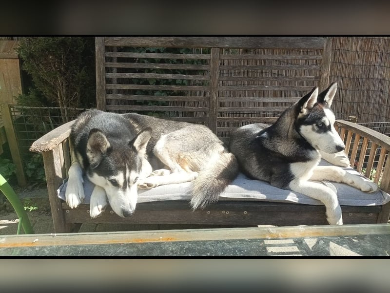 Zwei liebevolle Huskys suchen ein neues, erfahrenes Zuhause