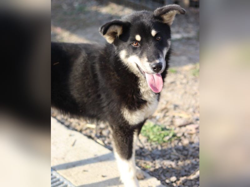 Husky-Mix-Rüde ♥Khan♥ fit, freundlich + klug