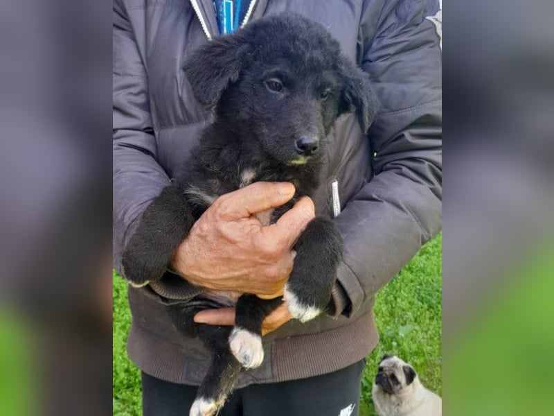 Lieber Srecko ❤️ schmusiger Husky-Mix