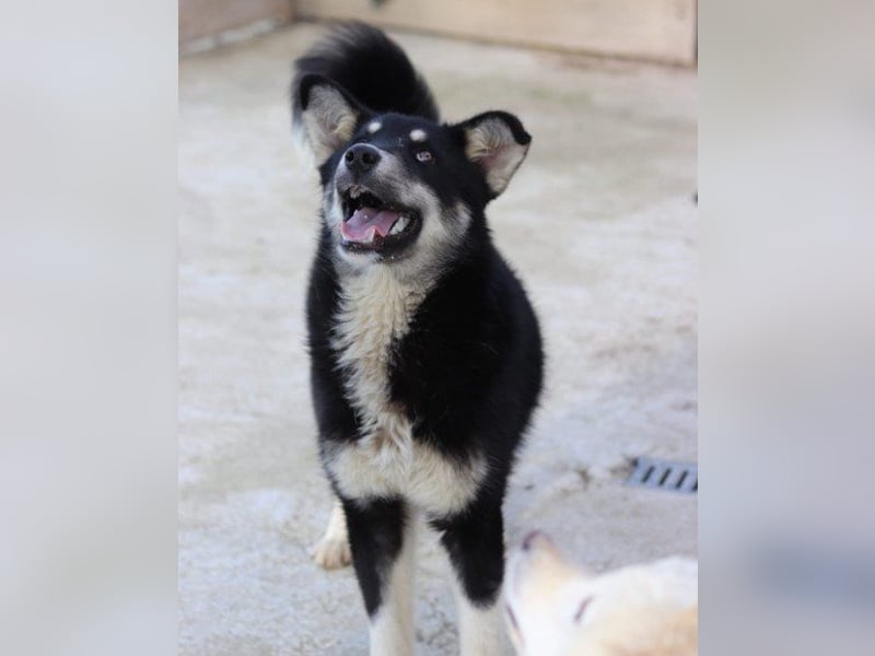 Husky-Mix-Rüde ♥Khan♥ fit, freundlich + klug