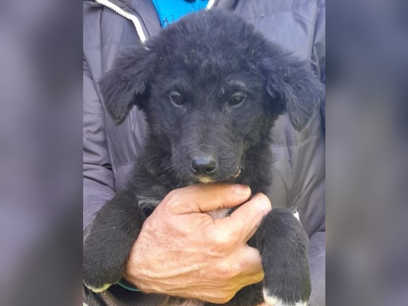 Lieber Srecko ❤️ schmusiger Husky-Mix