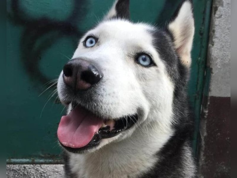 MAX❤️ bezaubernder, menschenbezogener Husky-Rüde, sozial mit Artgenossen & Kindern