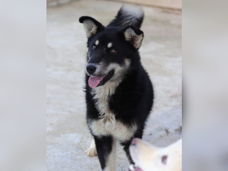 Husky-Mix-Rüde ♥Khan♥ fit, freundlich + klug