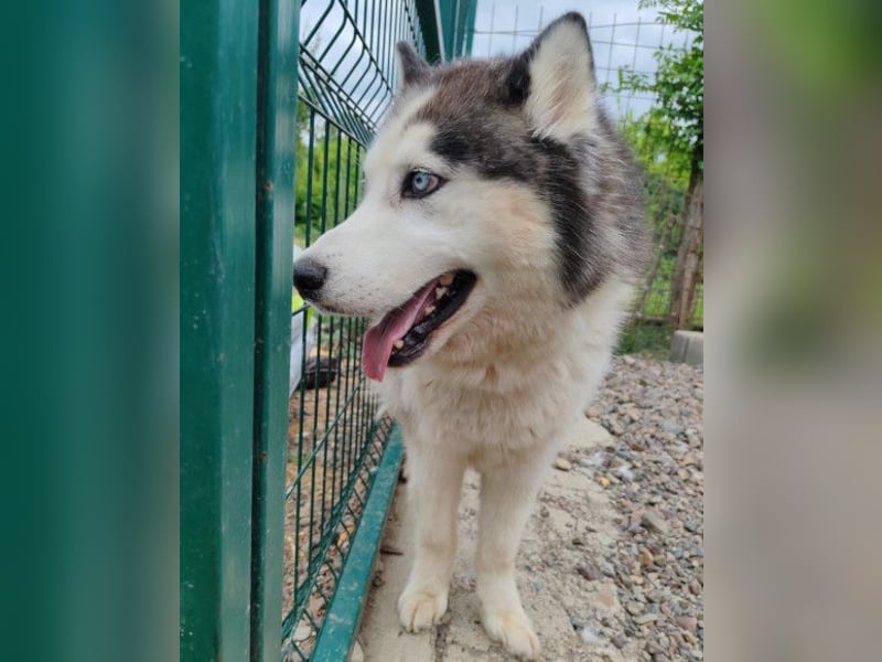 Dragan ❤️ kuschliger, verspielter Husky-Mix Rüde!