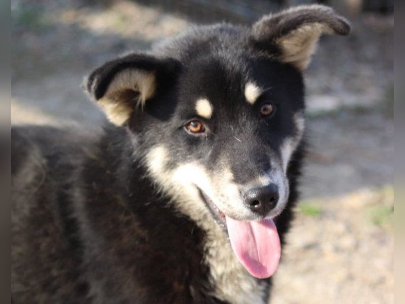Husky-Mix-Rüde ♥Khan♥ fit, freundlich + klug