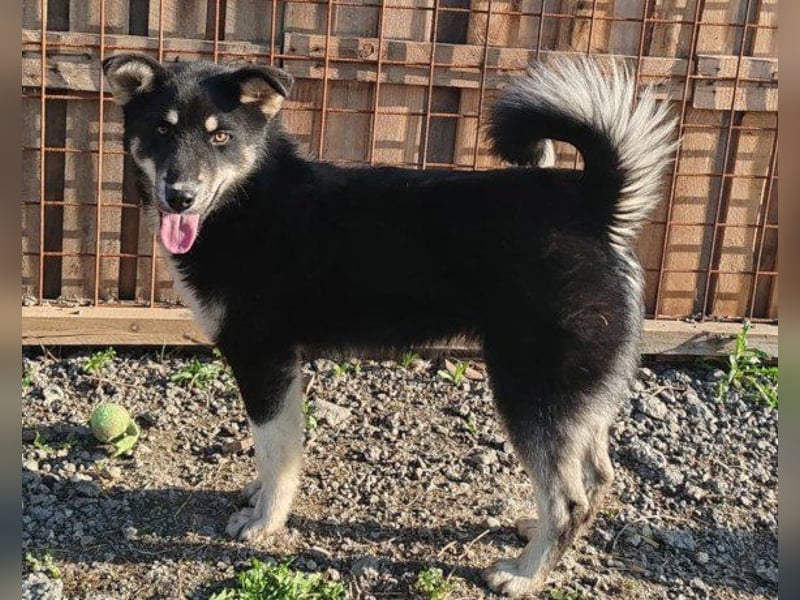 Husky-Mix-Rüde ♥Khan♥ fit, freundlich + klug