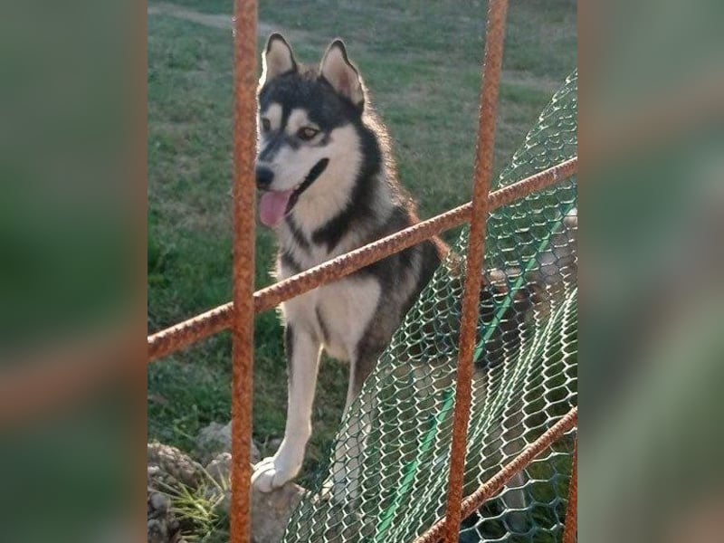 Husky Tedy: aktiv und lebensfroher Bub
