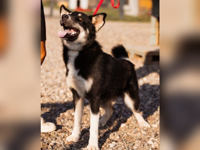 Husky-Mix ♥ Khan ♥ fitter, freundlicher und kluger Fellfreund