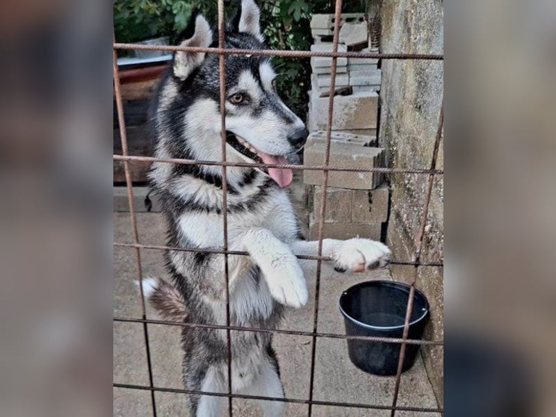 Husky Tedy: aktiv und lebensfroher Bub