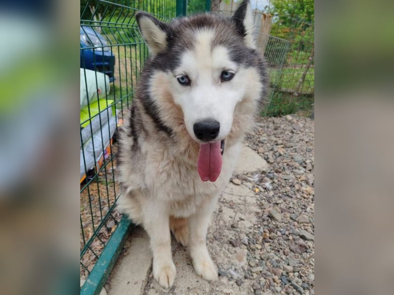 Dragan ❤️ kuschliger, verspielter Husky-Mix Rüde!