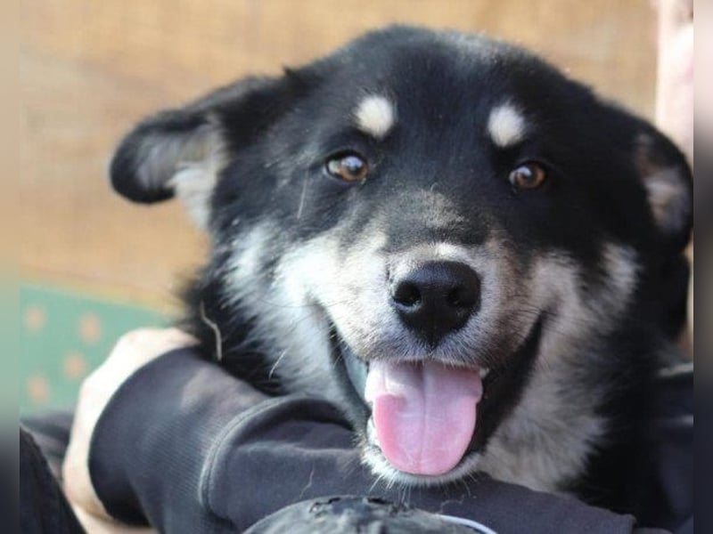 Husky-Mix-Rüde ♥Khan♥ fit, freundlich + klug