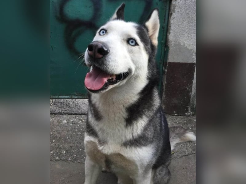 MAX❤️ bezaubernder, menschenbezogener Husky-Rüde, sozial mit Artgenossen & Kindern