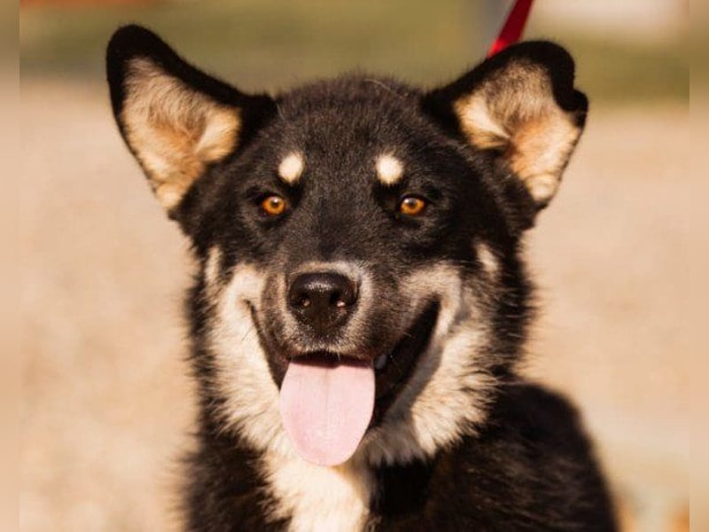 Husky-Mix ♥ Khan ♥ fitter, freundlicher und kluger Fellfreund