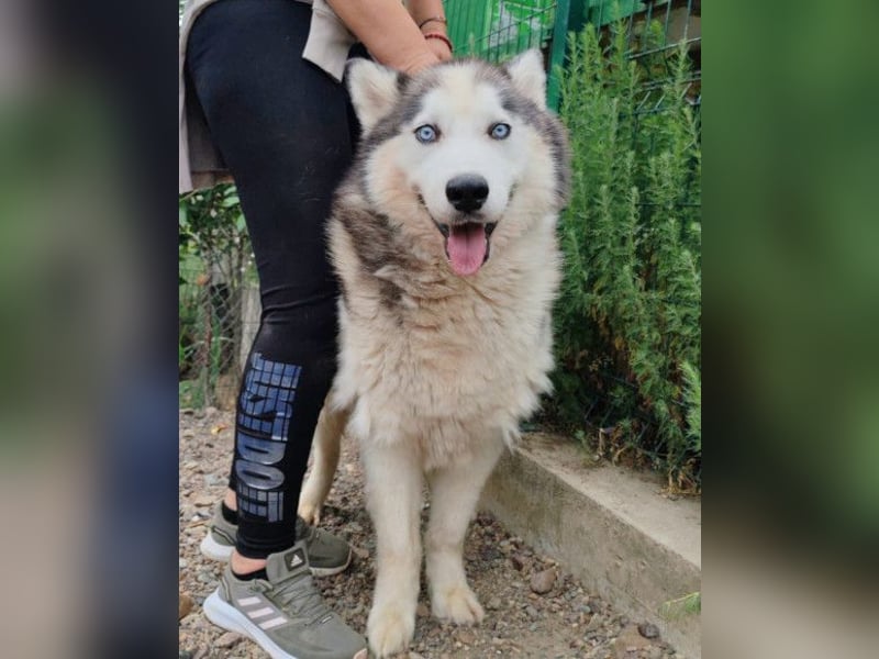 Dragan ❤️ kuschliger, verspielter Husky-Mix Rüde!
