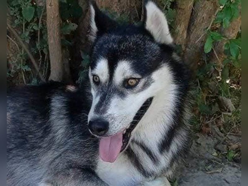 Husky Tedy: aktiv und lebensfroher Bub