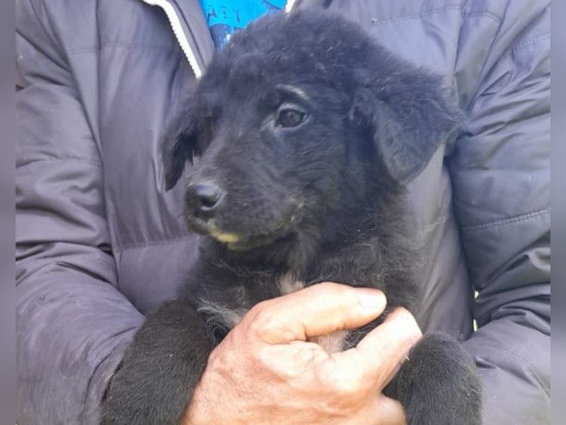 Lieber Srecko ❤️ schmusiger Husky-Mix