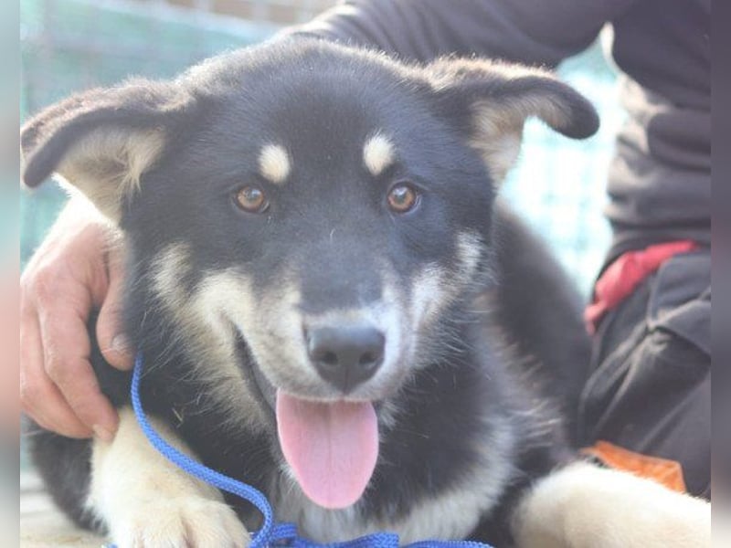 Husky-Mix-Rüde ♥Khan♥ fit, freundlich + klug