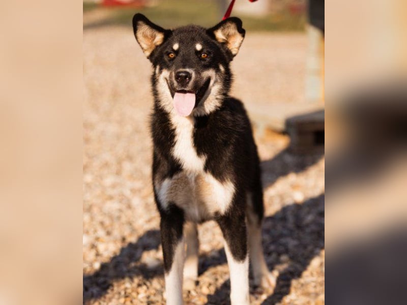 Husky-Mix ♥ Khan ♥ fitter, freundlicher und kluger Fellfreund